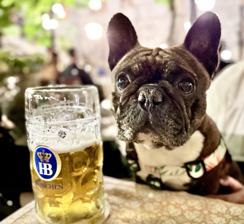 Gaston the French bulldog sitting next to a Hofbräuhaus beer stein at a Munich beer garden