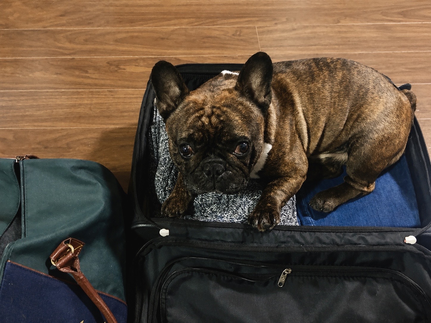Gaston lying in an open suitcase while packing
